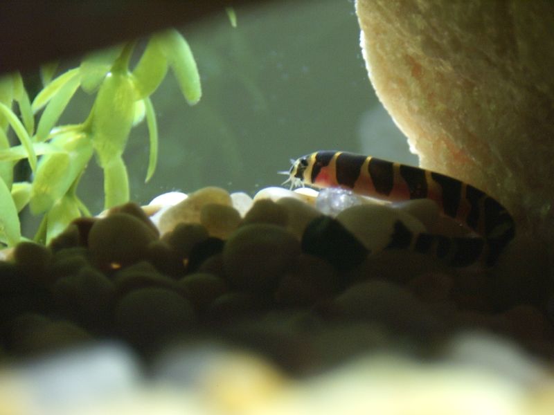 Hiding Kuhli loach