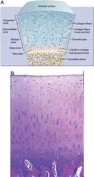 (A) Diagram and (B) histologic section of typical equine articular cartilage demonstrating the various zones.