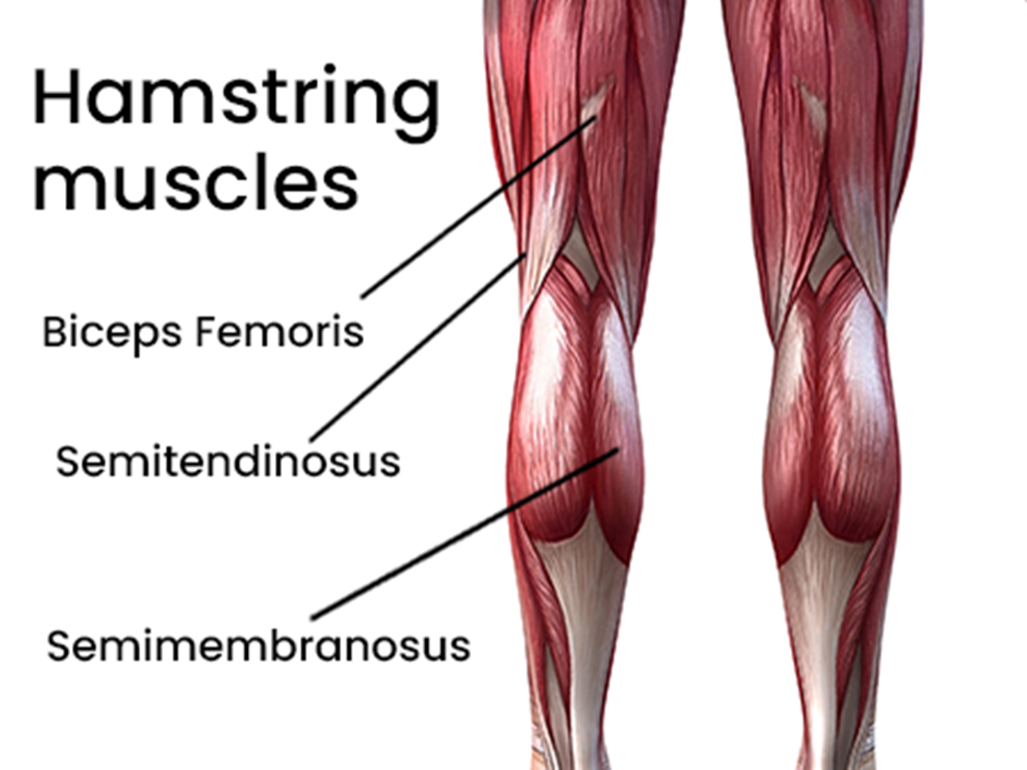 Kettlebell Deadlifts Muscles Worked hamstring