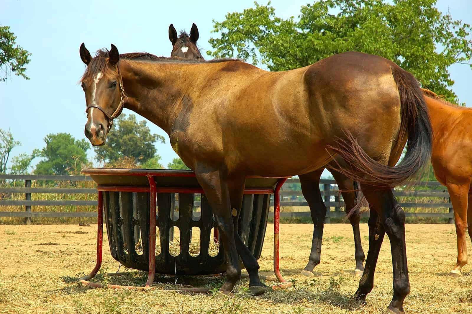 What Nutrients Does a Horse Need? – The Horse