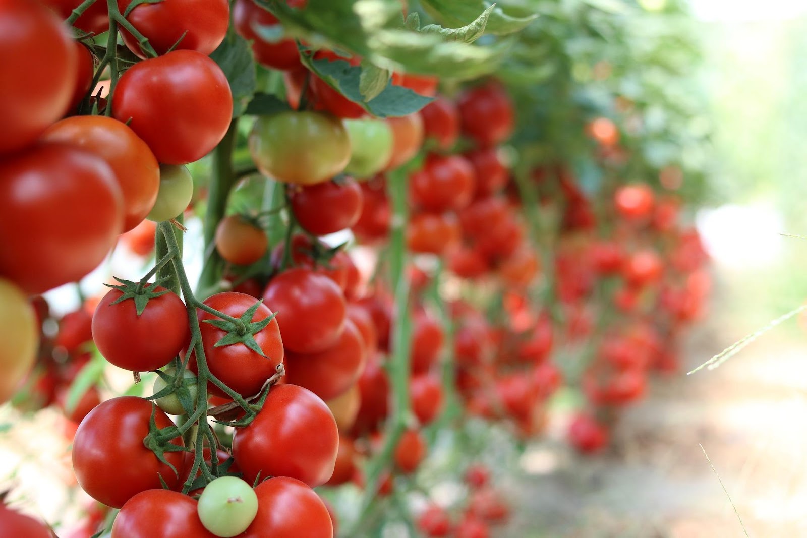 Gurķu un tomātu audzēšana siltumnīcā – padomi| Xnet.lv