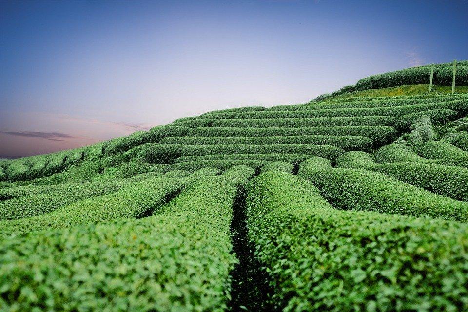 yeşil çay yetiştirme