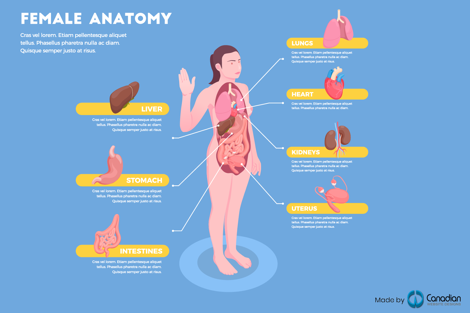 female anatomy infographic
