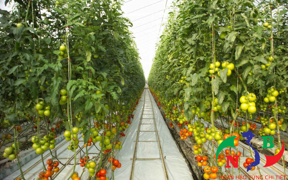 Thu hút nguồn vốn – Nông nghiệp công nghệ cao được cam kết cho vay 135.000 tỷ đồng