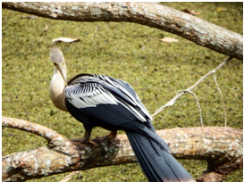 PATO AGUJA.4.png
