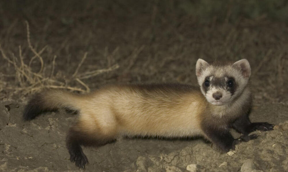 Black Footed Ferrets Fun Facts