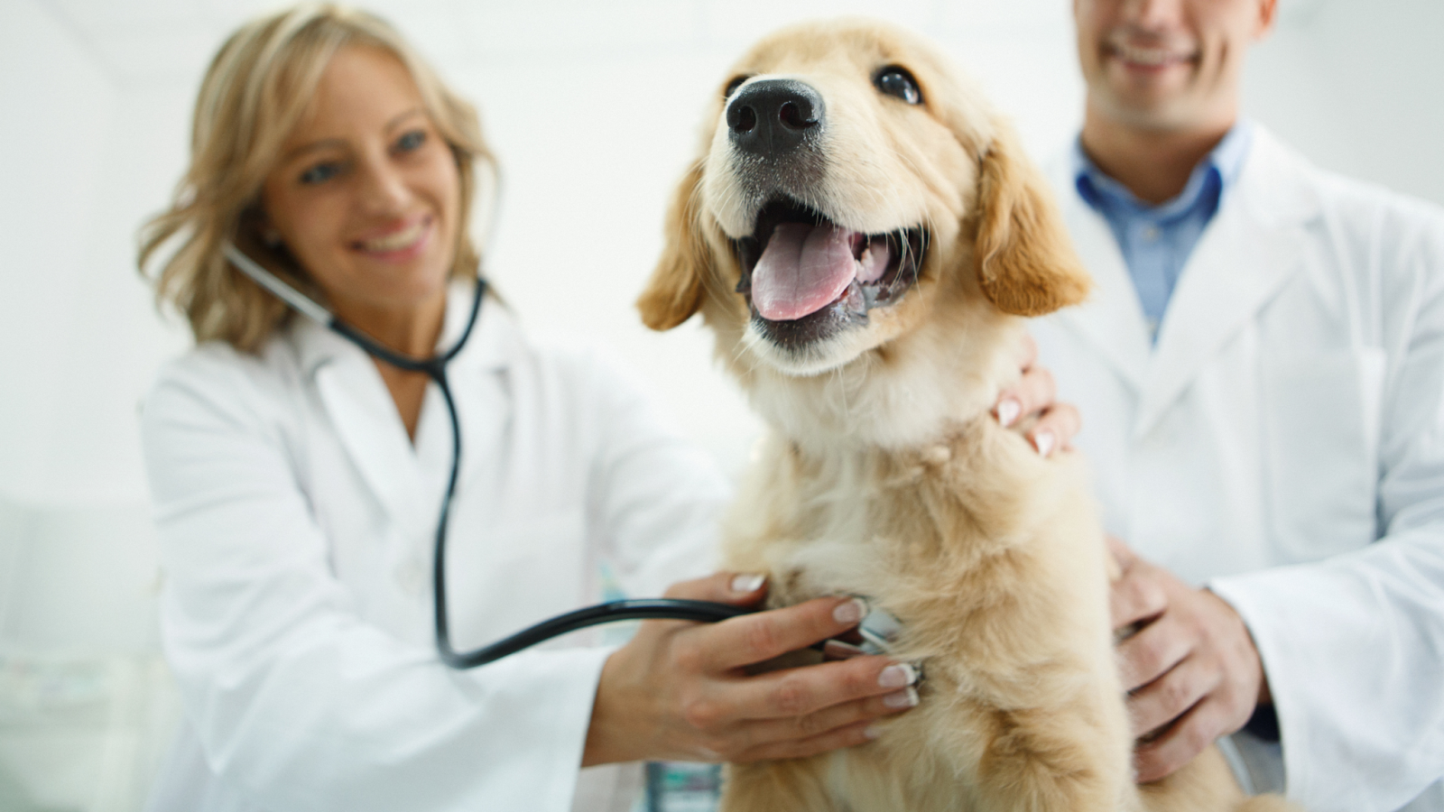 A vet will give a complete physical exam and run diagnostic tests if a dog is thought to have a heart condition.