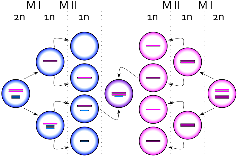 Fichier: syndrome XXY M.svg