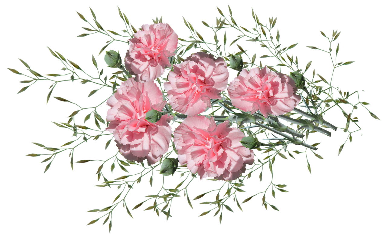 https://storage.needpix.com/rsynced_images/carnations-3593981_1280.png