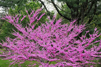 22+ Native Plants For Michigan