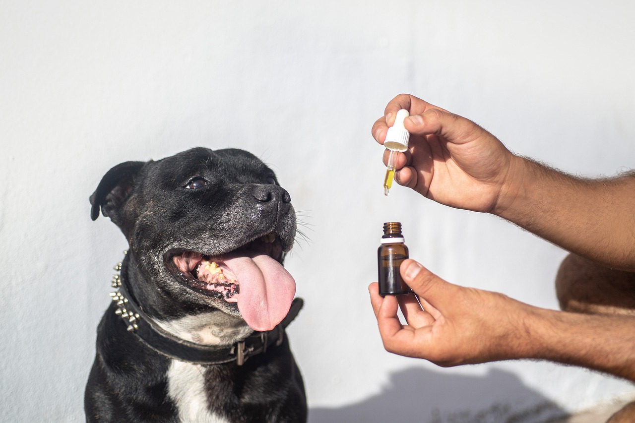 best cbd oil for dogs with cancer