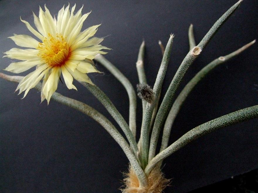 Astrophytum caput medusae - 5 seeds — rareplant