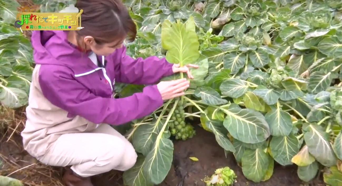 採れたて野菜 で珍しい野菜の育て方 調理法をチェック Pr All About News