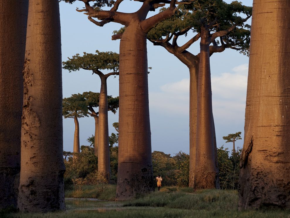 9-bosque-de-Baobabs-Morondava-Madagascar-Pascal-Maitre..jpg