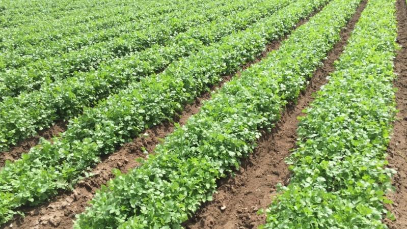 How to grow Coriander, popular as 'dhania' - Smart Farmer Africa