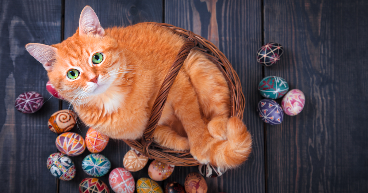 Cute cat lying in a basket of eggs