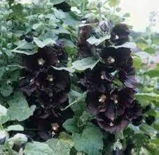 Amazon.com : 25 BLACK HOLLYHOCK Alcea Rosea Nigra Flower Seeds : Flowering  Plants : Patio, Lawn & Garden
