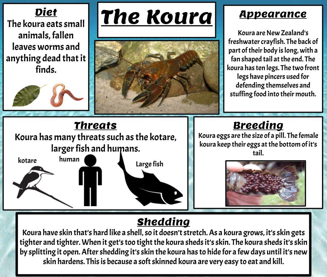 Image result for life cycle about a freshwater koura