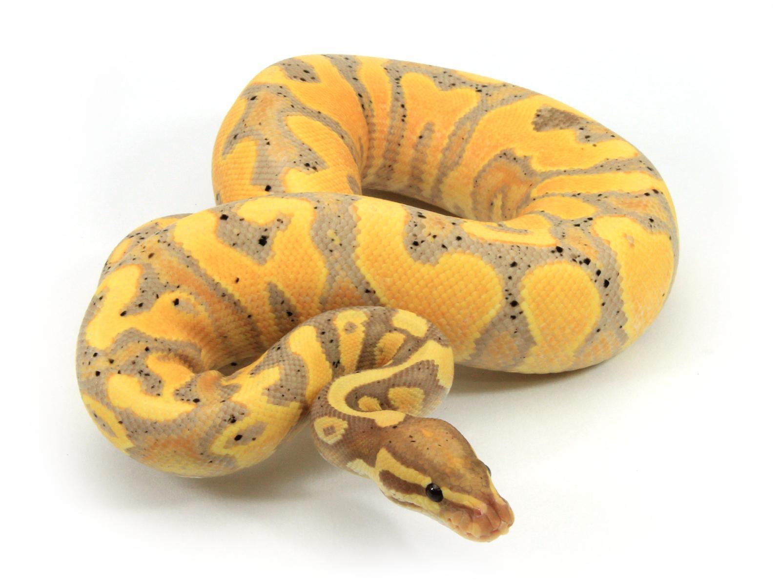 Appearance of banana python snake