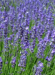 Lavandula x. Phenomenal