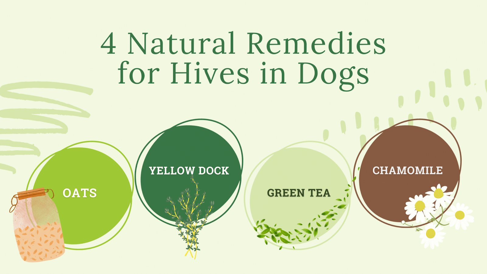 4 natural remedies for hives in dogs