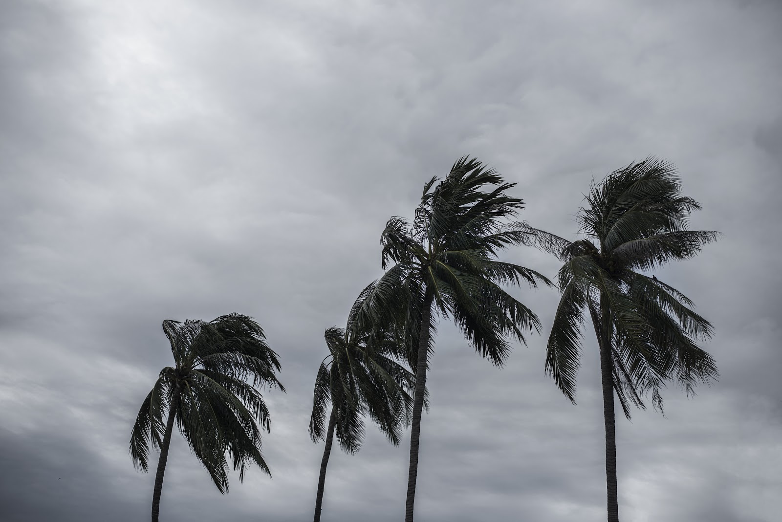 palm trees blowing in the wind during a storm