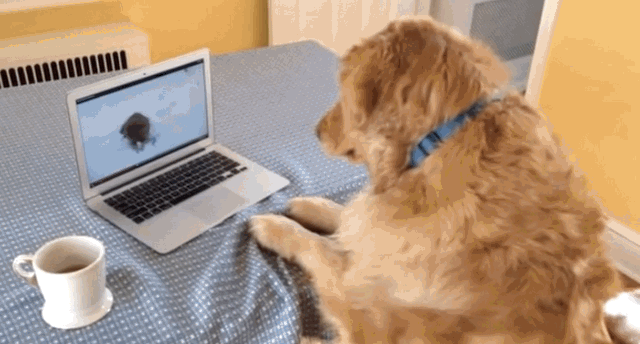 Youtube GIF - Find & Share on GIPHY