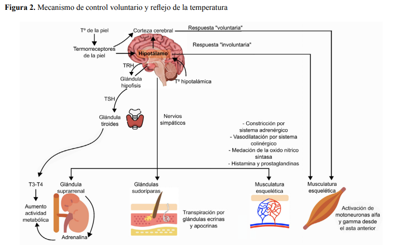 Mecanismo del sistema nervioso termorregulación