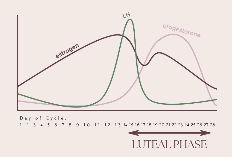 A graph showing the fluctuation of hormonal levels throughout a woman's cycle. Particularly the rise of progesterone during the luteal phase shortly after ovulation.