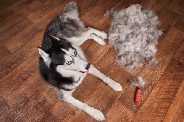 How Often Should You Blow Out Husky Coat?