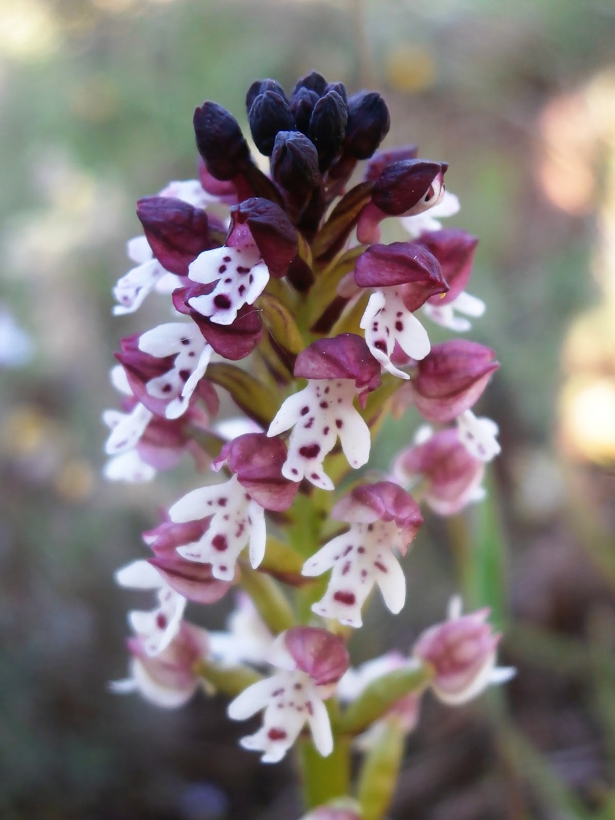 Orchis_ustulata.jpg
