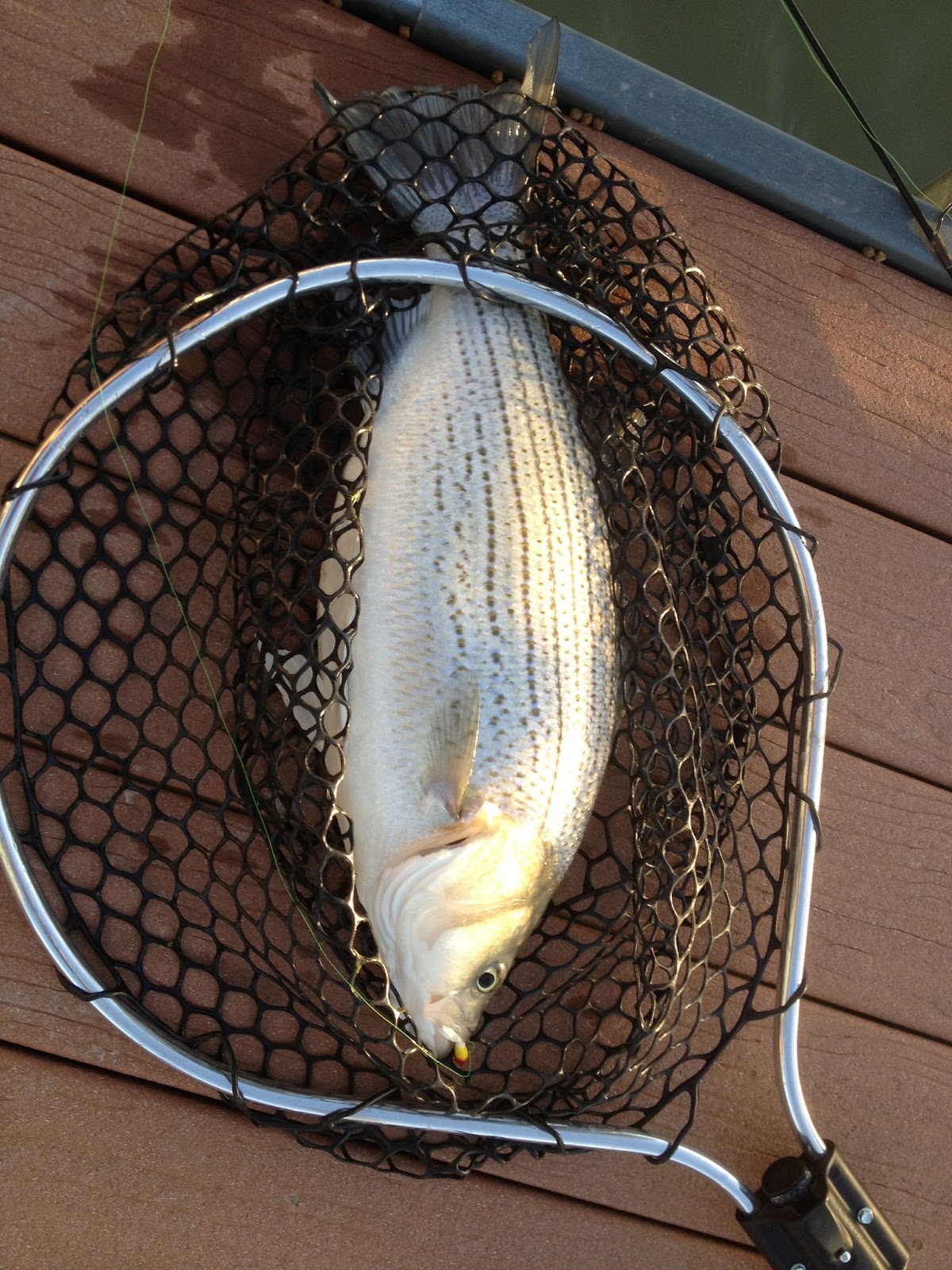 hybrid striped bass in net
