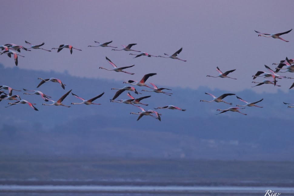 Greater Flamingo Group Flying.jpg