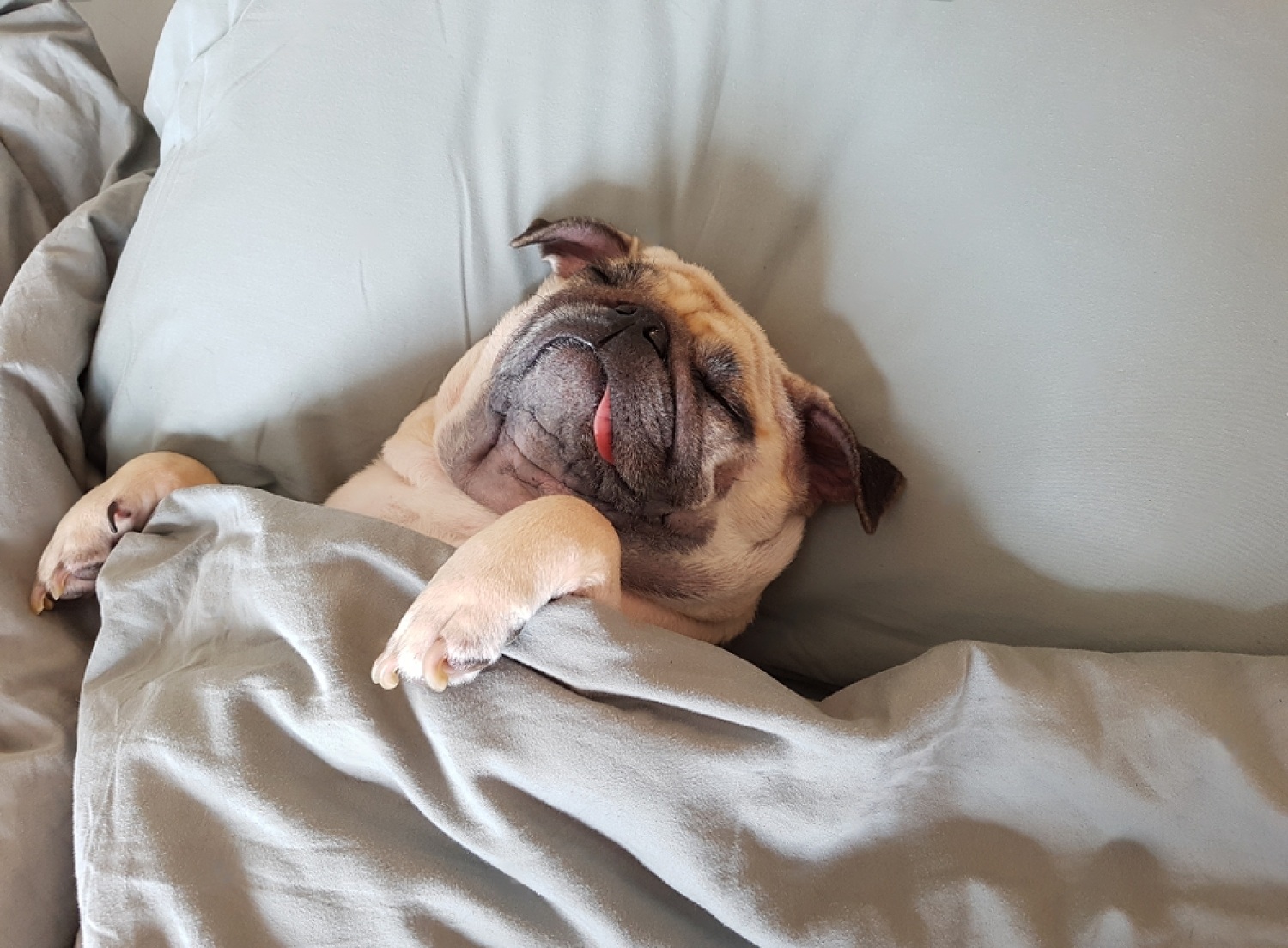 Dog Bleeding From Anus Died, Causes, and Treatment 6 dnMqq6WG72InkXrGOiR5Rz yD2LsdeAdYjyOZh HC9v hIeJs2rWPbjzlstjtGaMkH4TWTqUdvYnQJ1 YPc0FNHDn 3Xx1tSEsMBxEN7oQEbFrbjxfOEAz