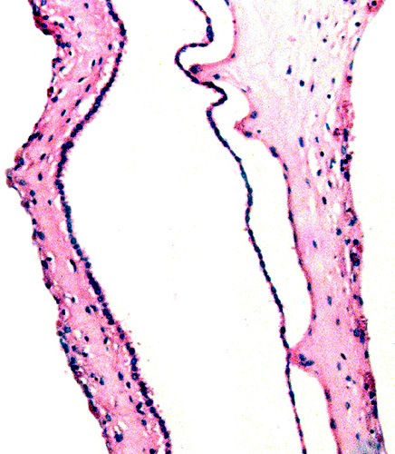 Amnion and vascularized allantois