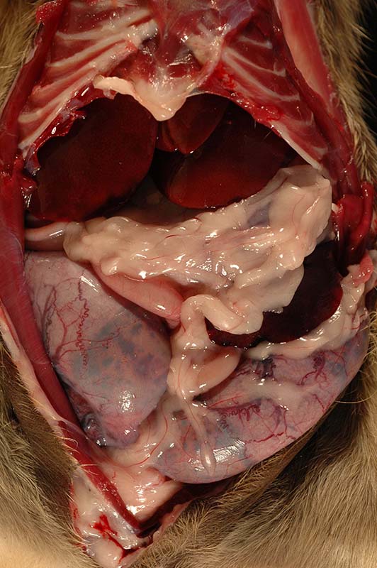 Opened fetus with distended bowel below left.