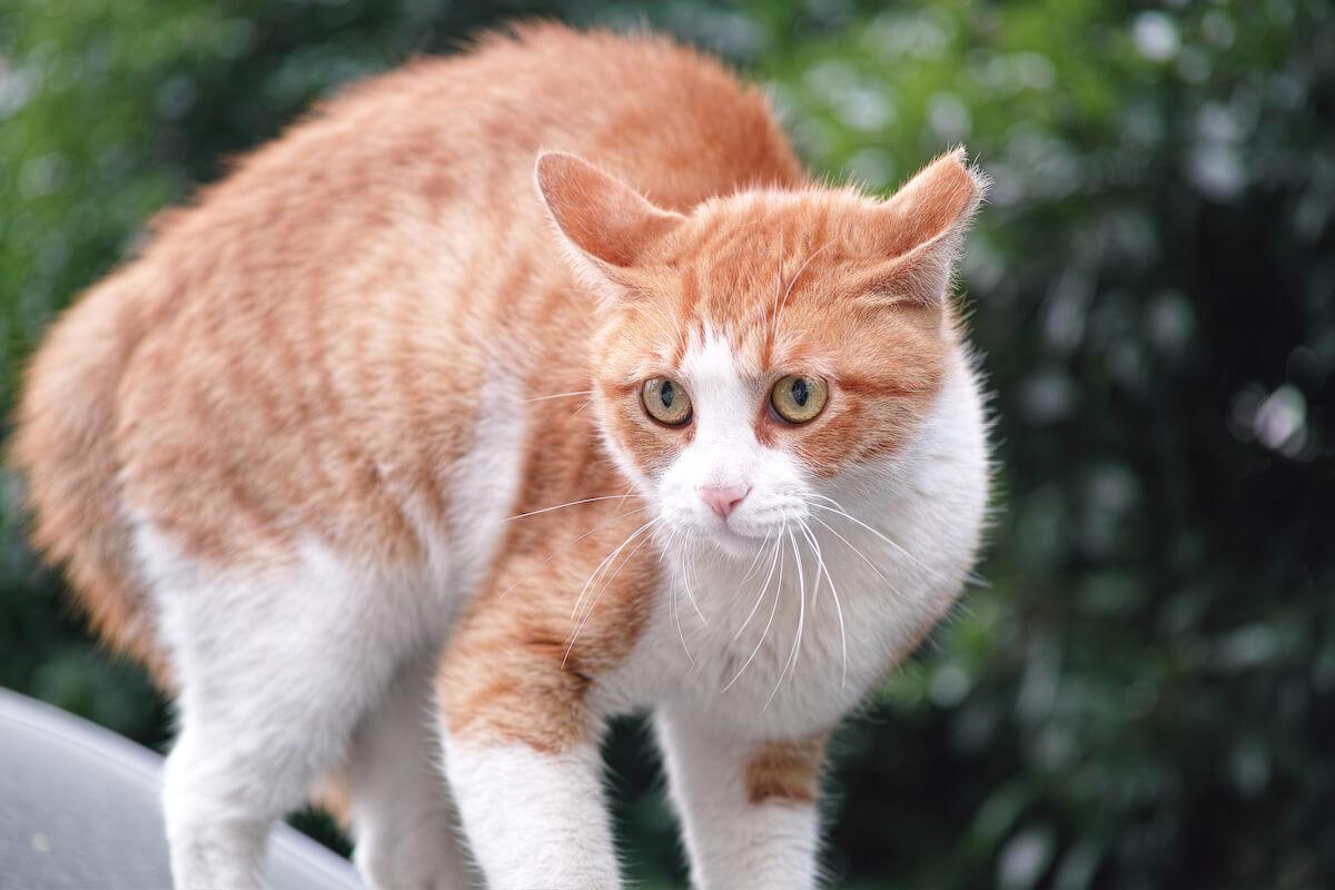 Comment reconnaitre un chat stressé