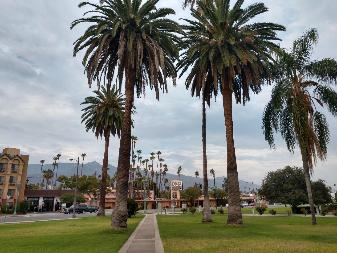 A group of palm trees

Description automatically generated with low confidence