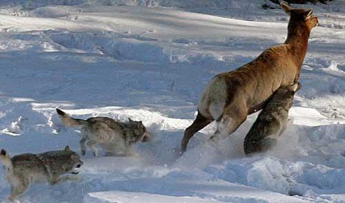 https://naturalunseenhazards.files.wordpress.com/2012/01/fphoto-3-wolves-on-cow-elknps.jpg
