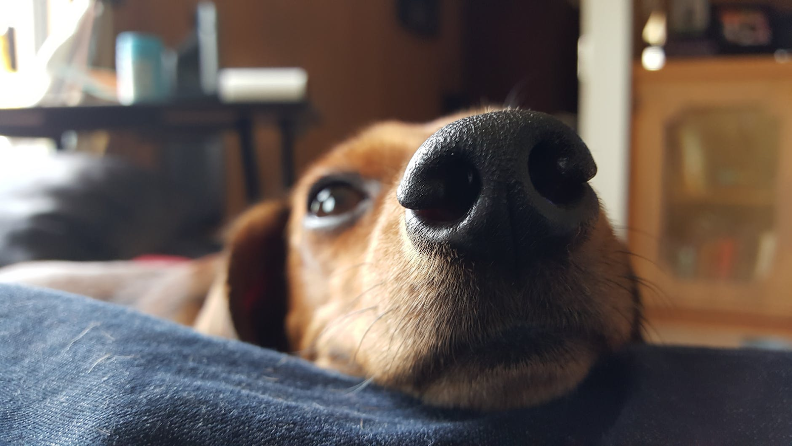 gros plan sur la truffe d'un dachshund. C'est super mignon mais la truffe a un motif très "cuir"