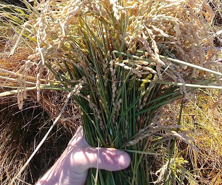 A sheaf of the farm's Vermont rice. Image courtesy of Boundbrook Farm.