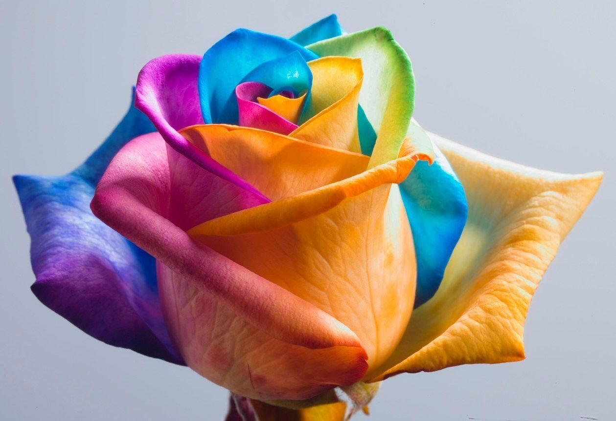 Что такое радужная роза и что она означает? Блог интернет-магазина АртФлора