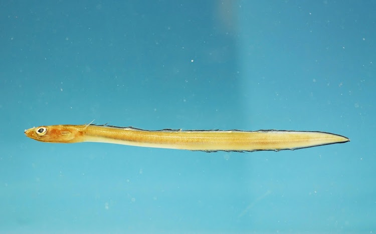 Ariosoma Selenops