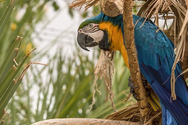 Information About Parrot in Hindi