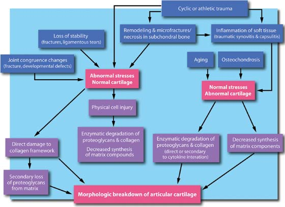 Possible pathways for degradation of articular cartilage secondary to joint trauma. Courtesy of C. W. McIlwraith.