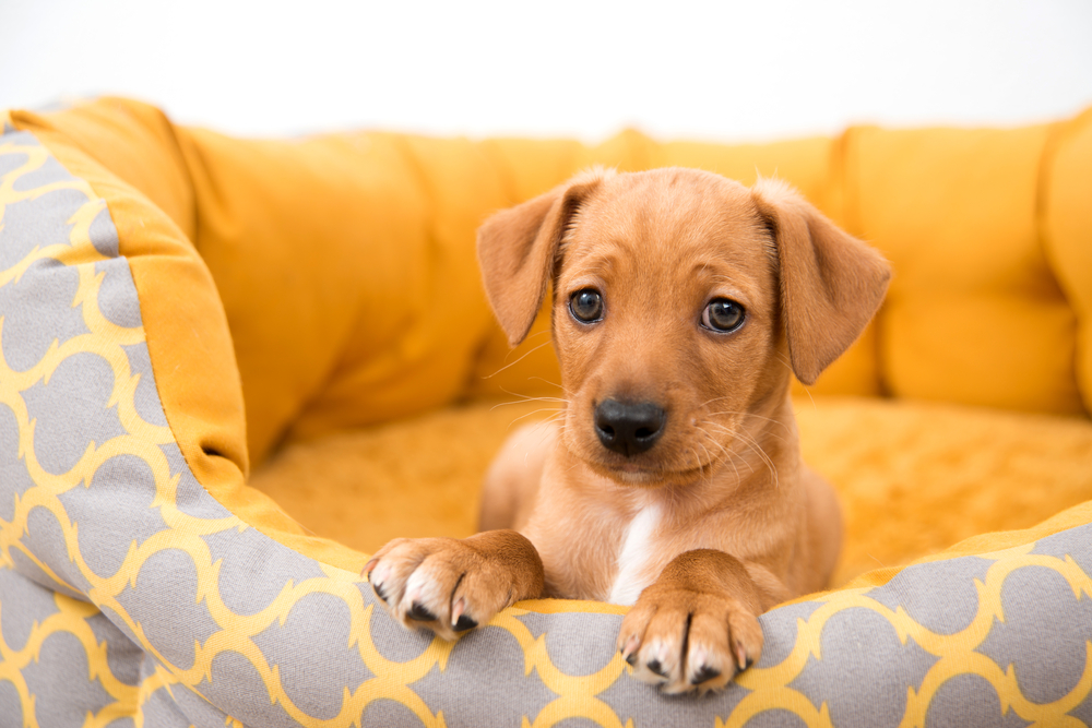 puppy in its bed