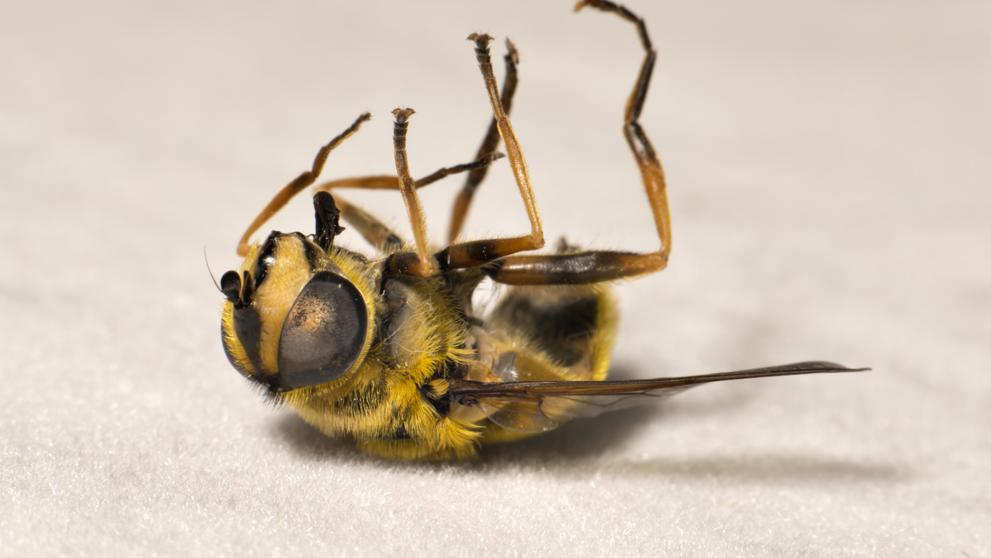 Un estudio afirma que estamos maltratando a las abejas melíferas en sus  colmenas