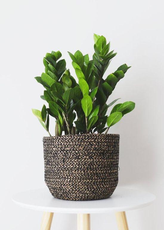 A potted plant on a table

Description automatically generated with medium confidence