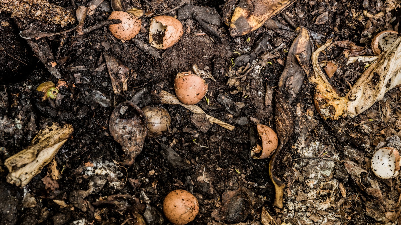 File:Food-scraps-compost.jpg - Wikimedia Commons