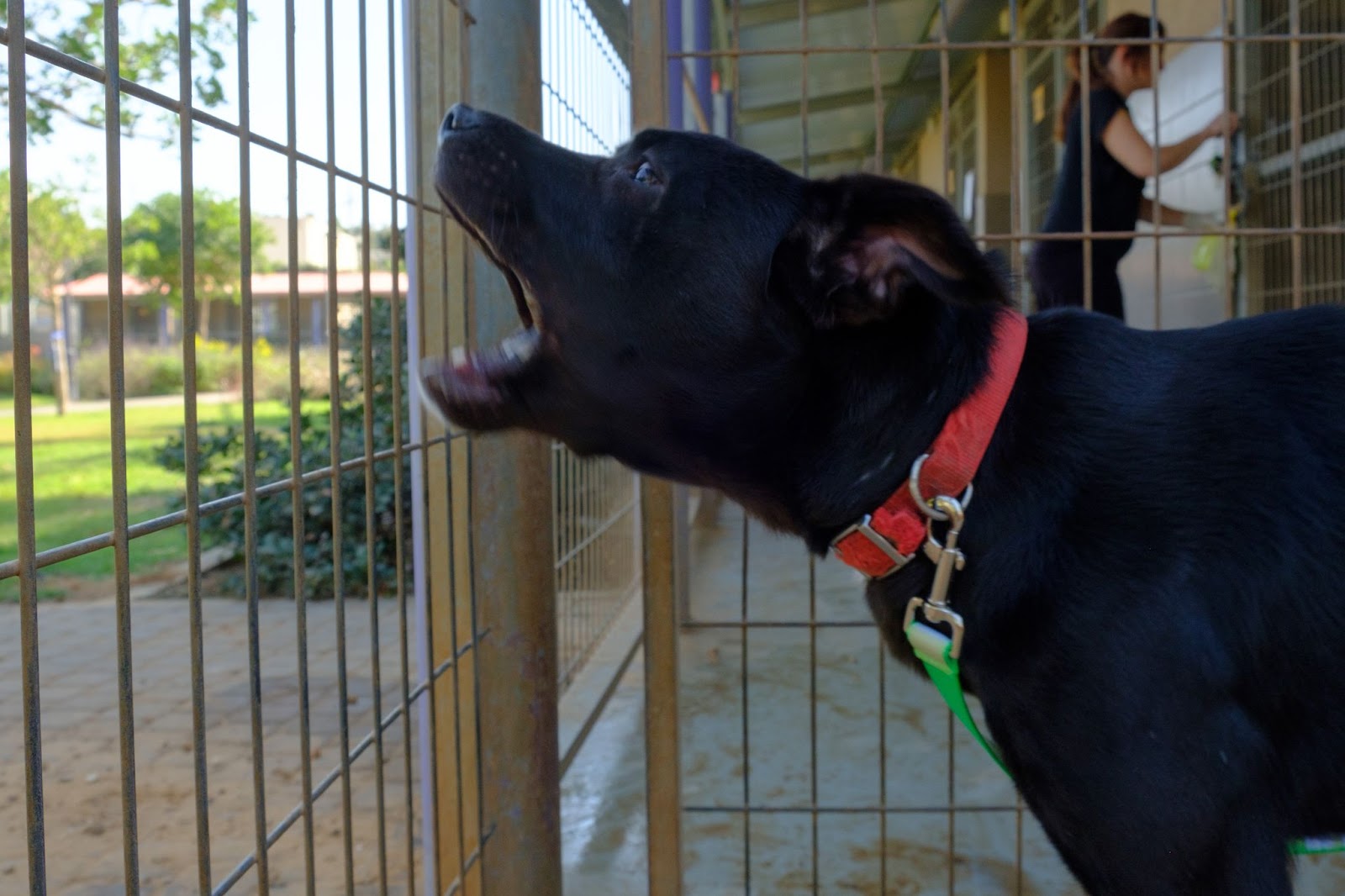 A dog unhappily barking in a kennel, which is a symptom of separation anxiety